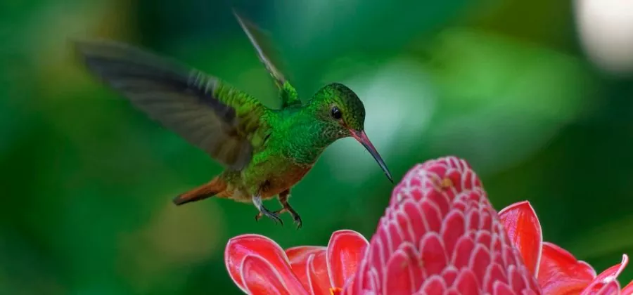 Top 5 Les plus beaux oiseaux du Costa Rica